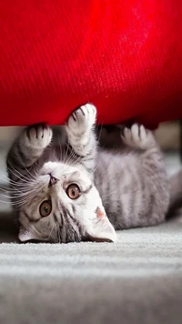 cute, kitten, pet, red, upside down