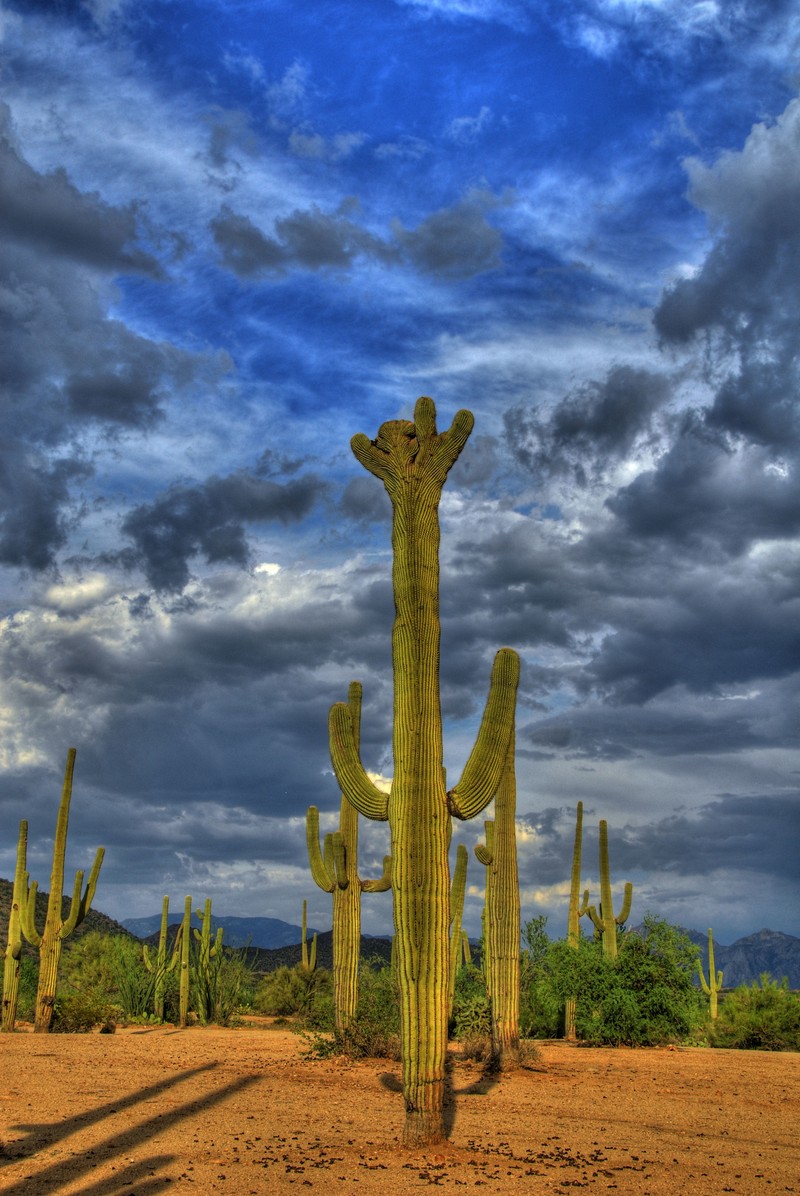 В центре пустыни стоит высокий кактус (сагуаро, hdr, аризона, arizona, пустыня)