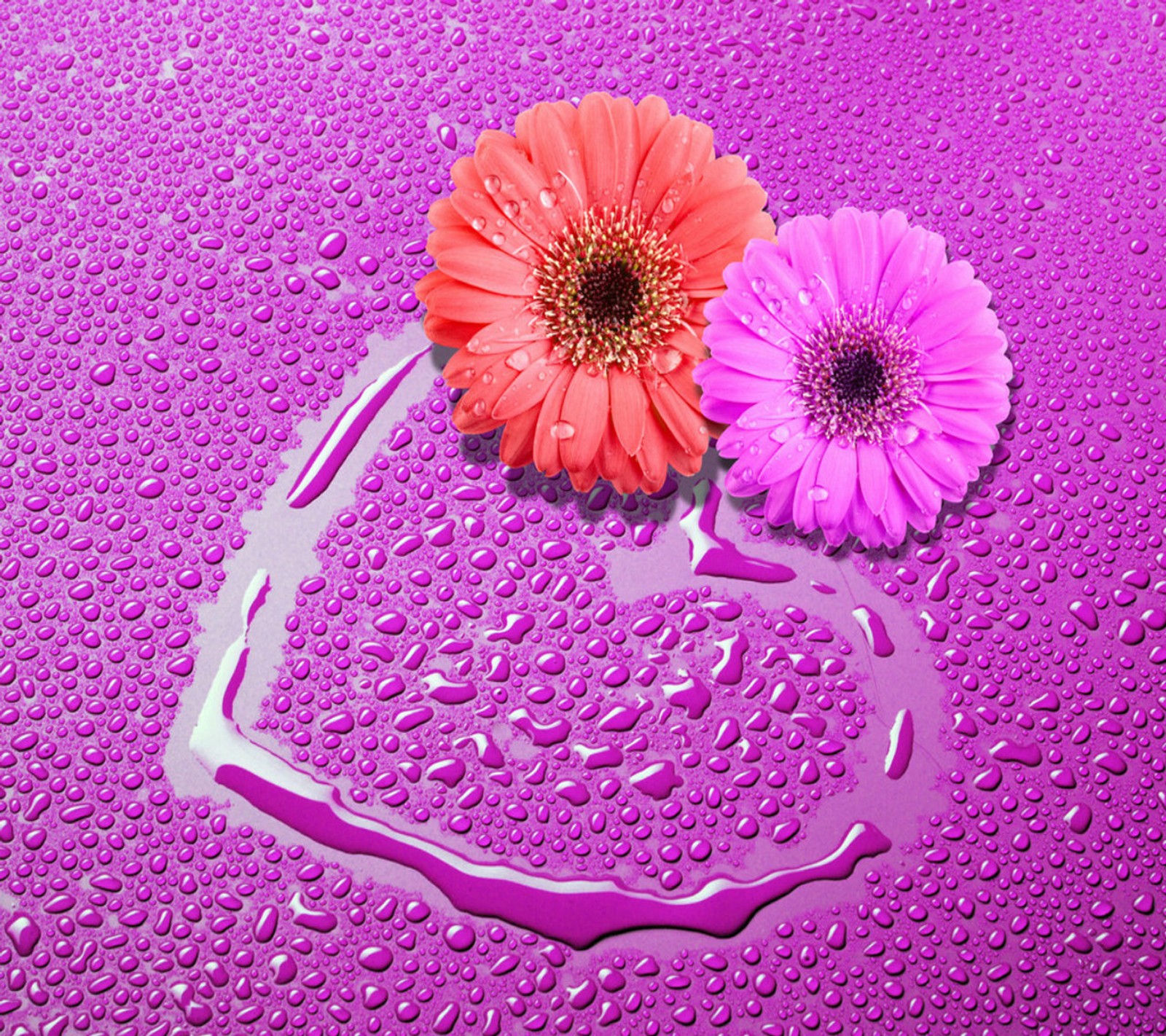 Purple and pink flowers on a purple surface with water droplets (love, wallpaper)