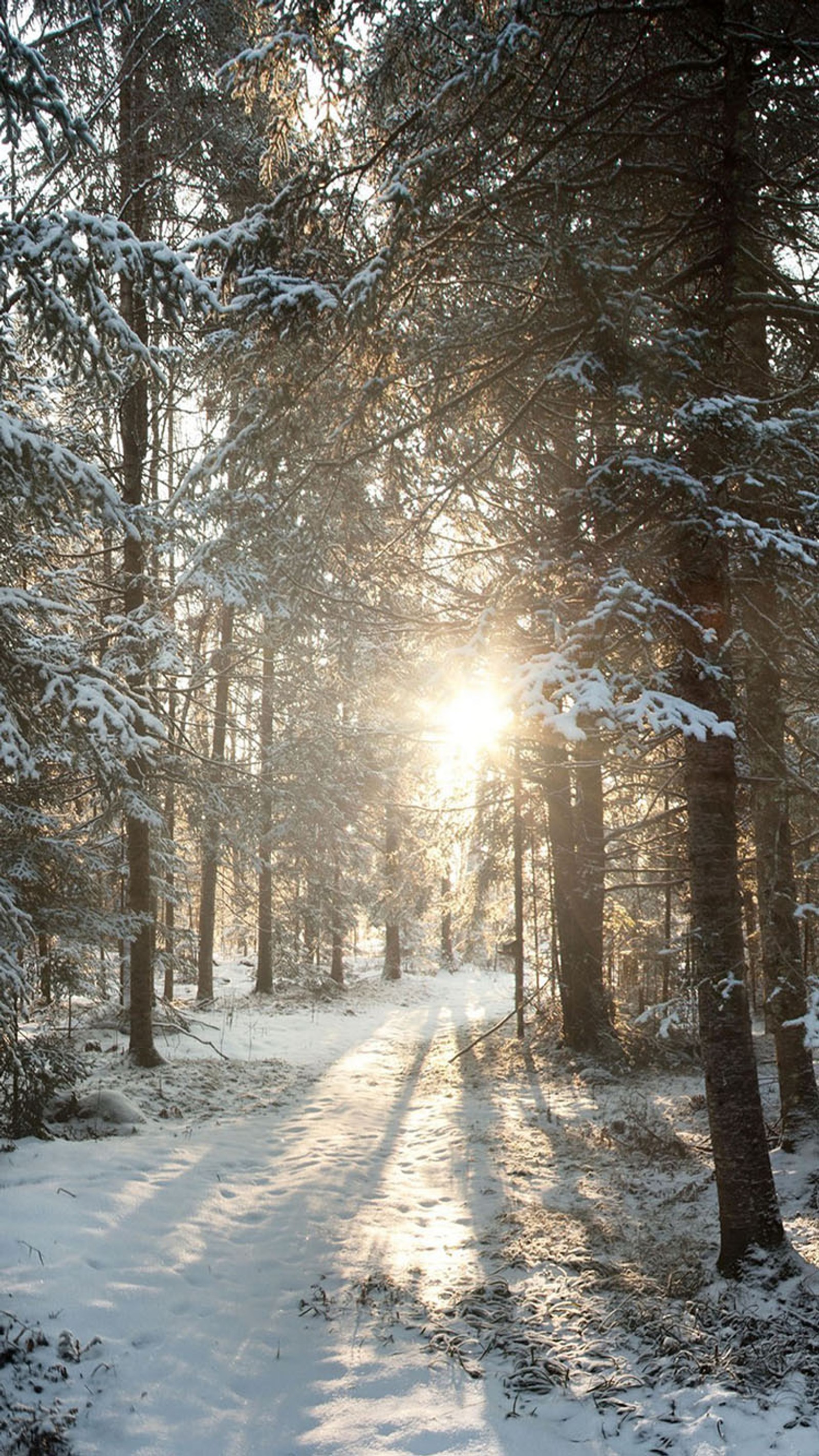 Vue en arc d'un chemin dans une forêt enneigée avec le soleil filtrant à travers les arbres (soleil, hiver)