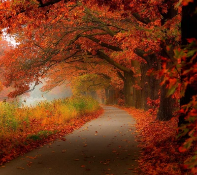 forêt, feuilles, arbres