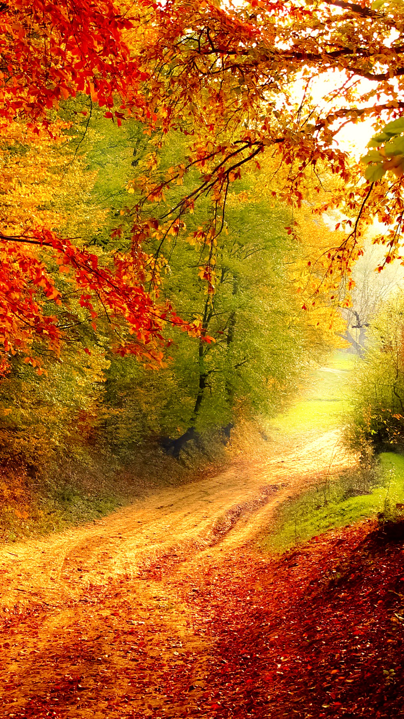 Lade herbst, straße Hintergrund herunter