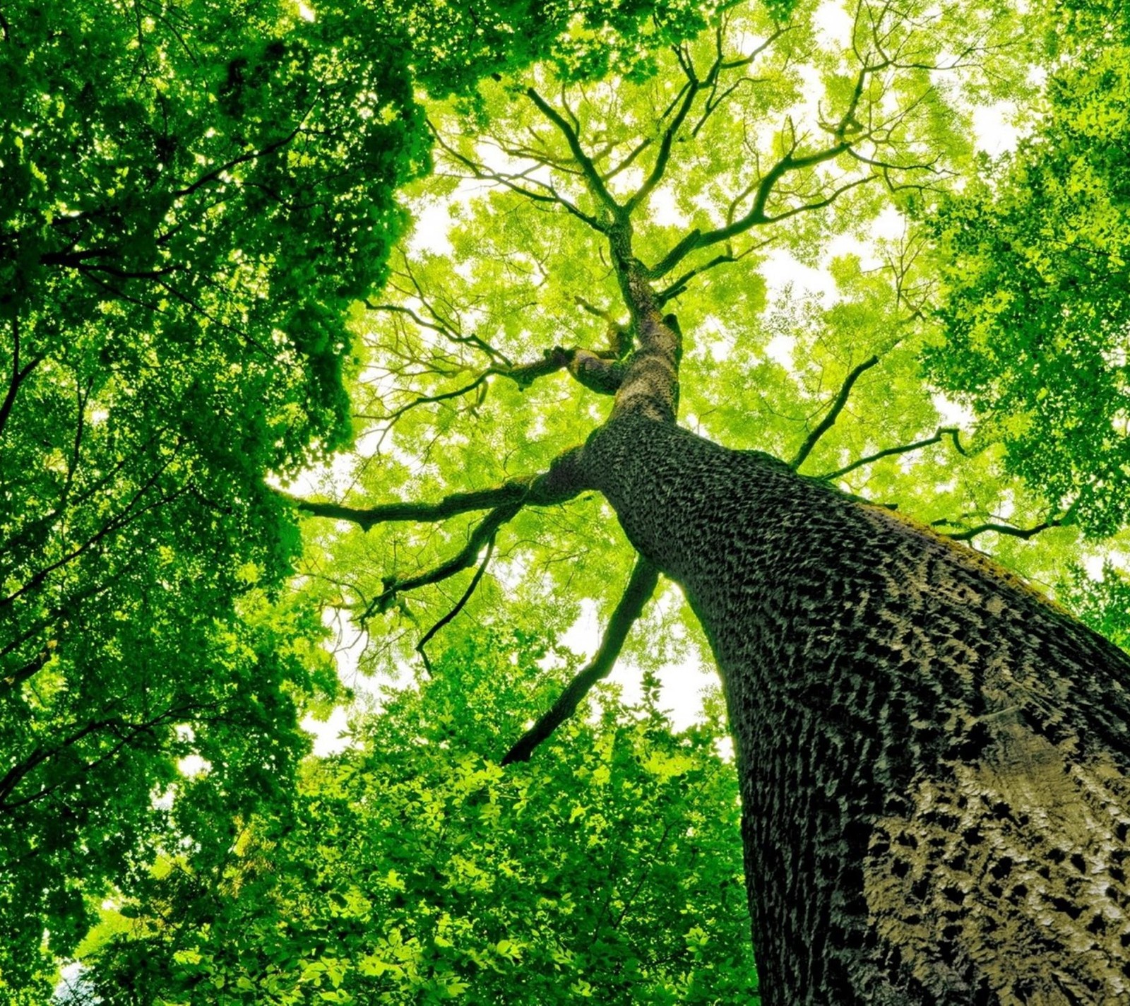 Lade grün, blätter, baum Hintergrund herunter