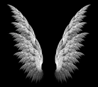 Elegant Fractal Wings on a Black Background