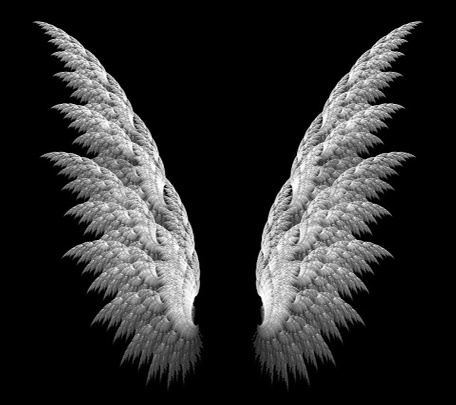 Wings of a bird on a black background (als, anderson)