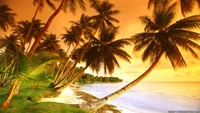 tropics, tree, palm tree, sunset, caribbean wallpaper