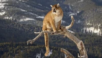 Mountain Lion Perched on a Branch in a Scenic Landscape