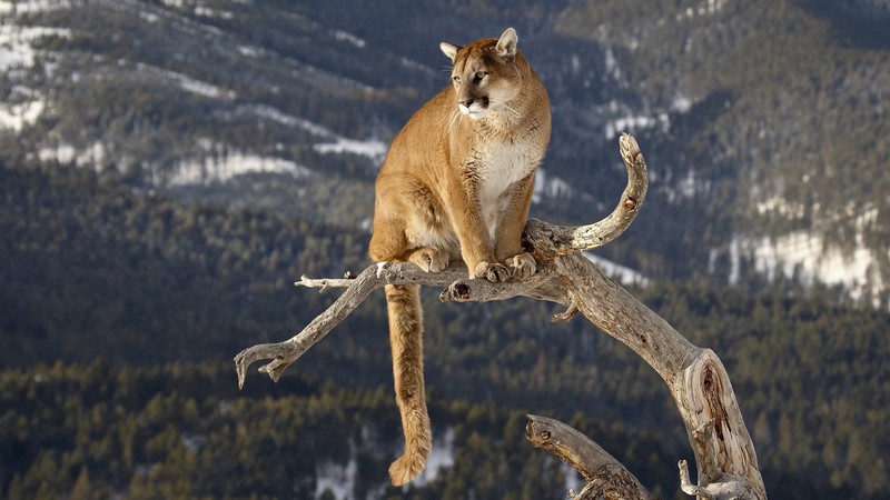 Горный лев, сидящий на ветке в снегу (felidae, лев, большая кошка, дикая природа, наземное животное)