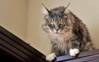 Majestätisches Maine Coon Kätzchen, anmutig auf Möbeln sitzend