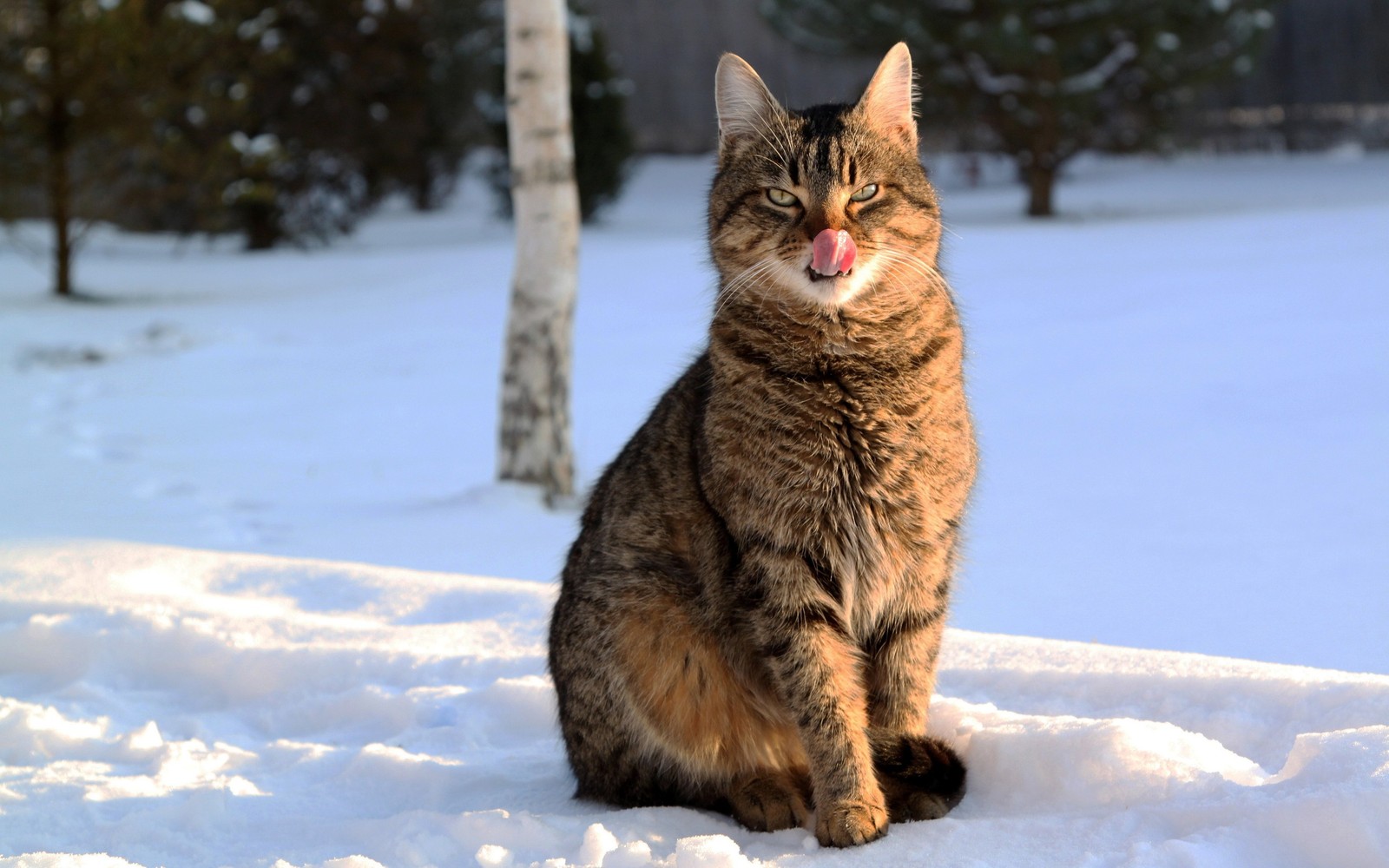 Кот сидит в снегу с высунутым языком (полосатый кот, кот, усы, felidae, выражение лица)