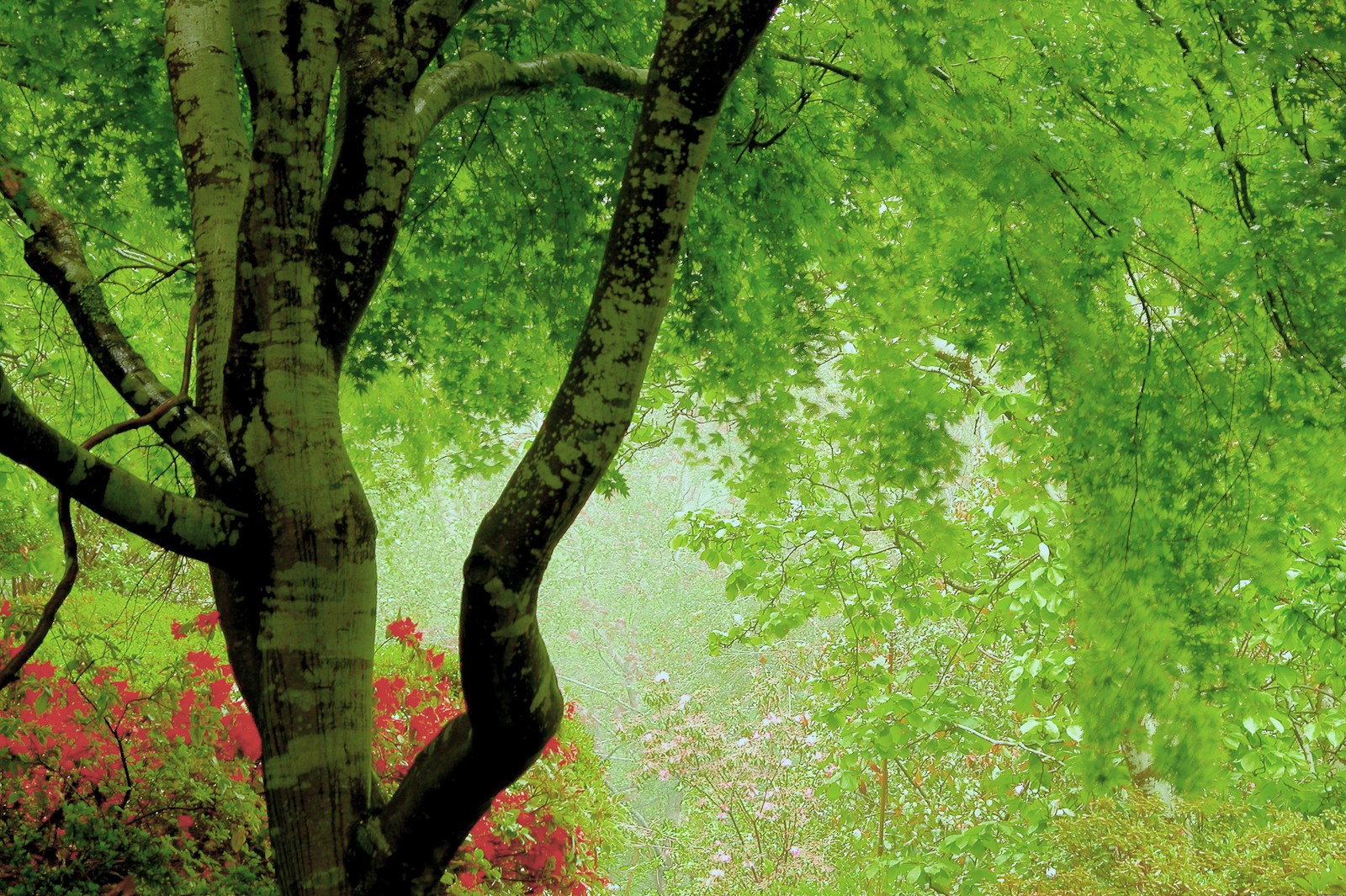 There is a bench under a tree in a park with flowers (tree, green, nature, forest, vegetation)