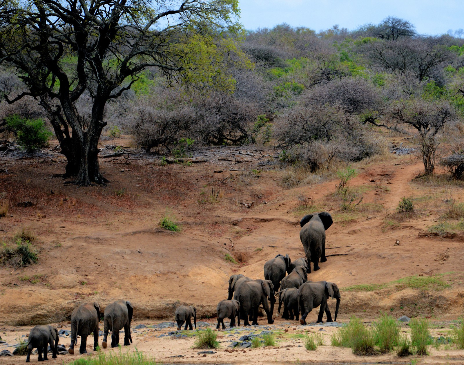 Há muitos elefantes que estão andando juntos na terra (parque nacional kruger, safari, viagem, elefante, elefantes e mamutes)