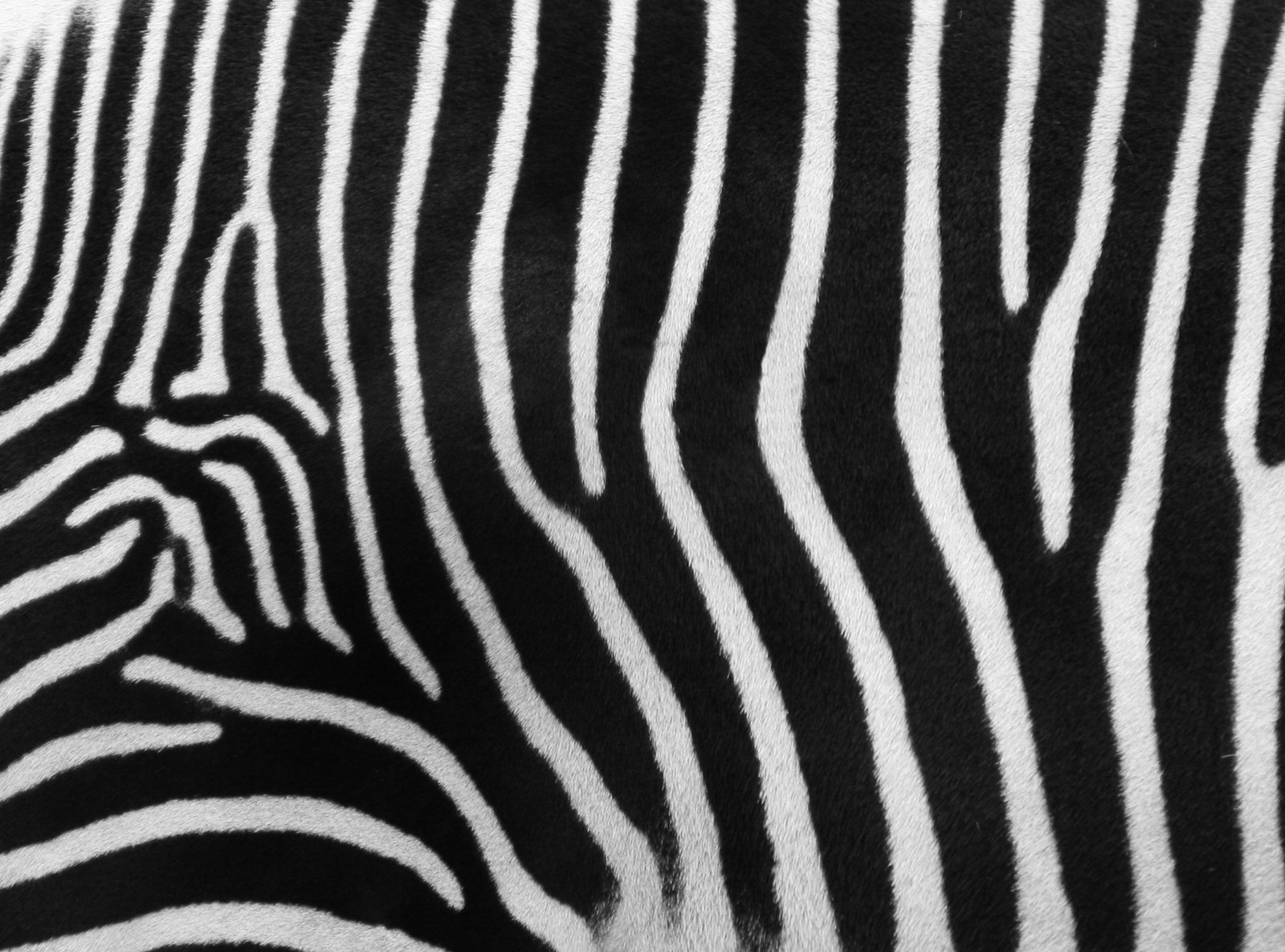 Zebras estão em pé em uma linha e olhando para a câmera (zebra, estampa animal, listras, fauna, padrão)