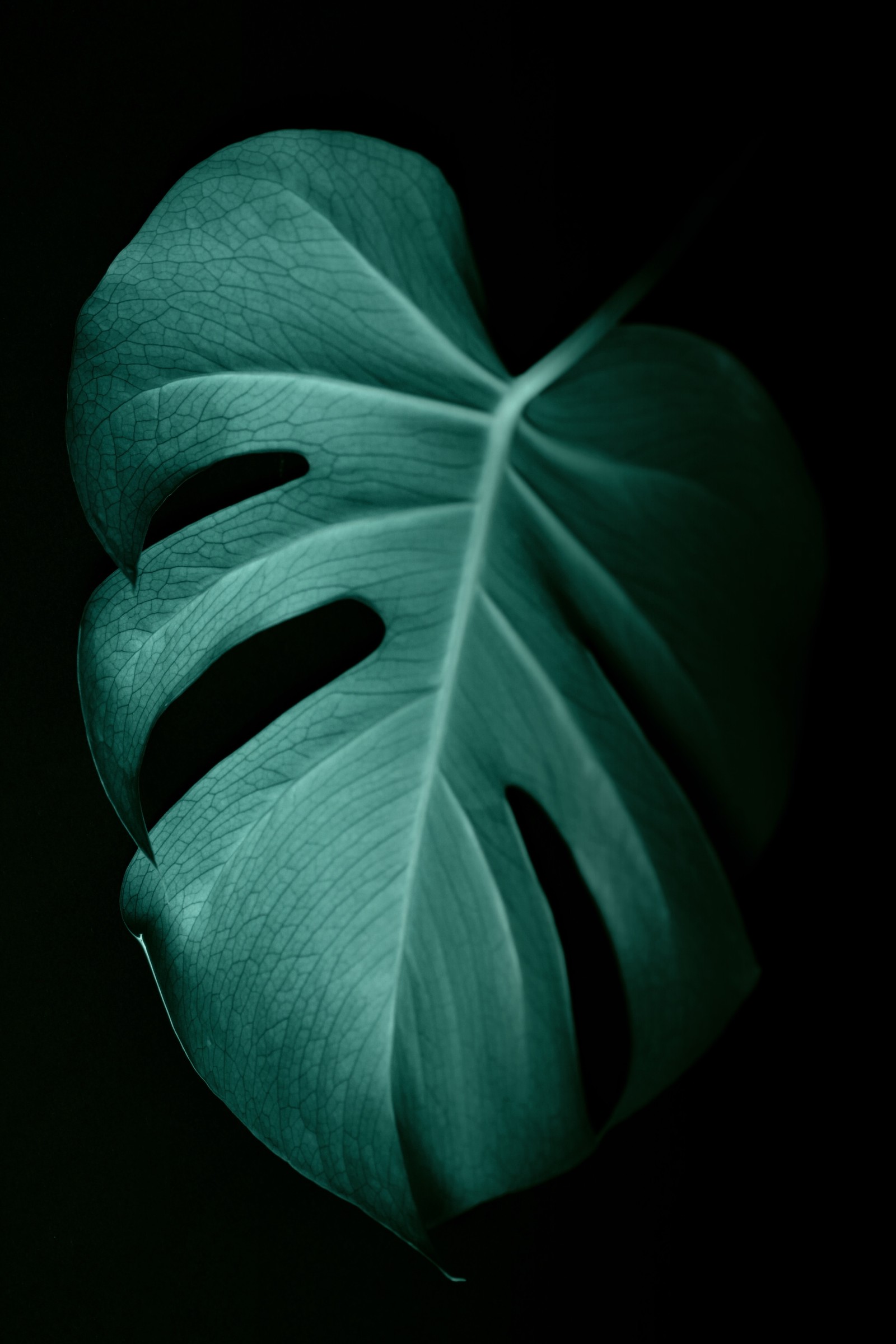 Una hoja verde sobre un fondo negro (verde, hoja, planta, pétalo, flor)