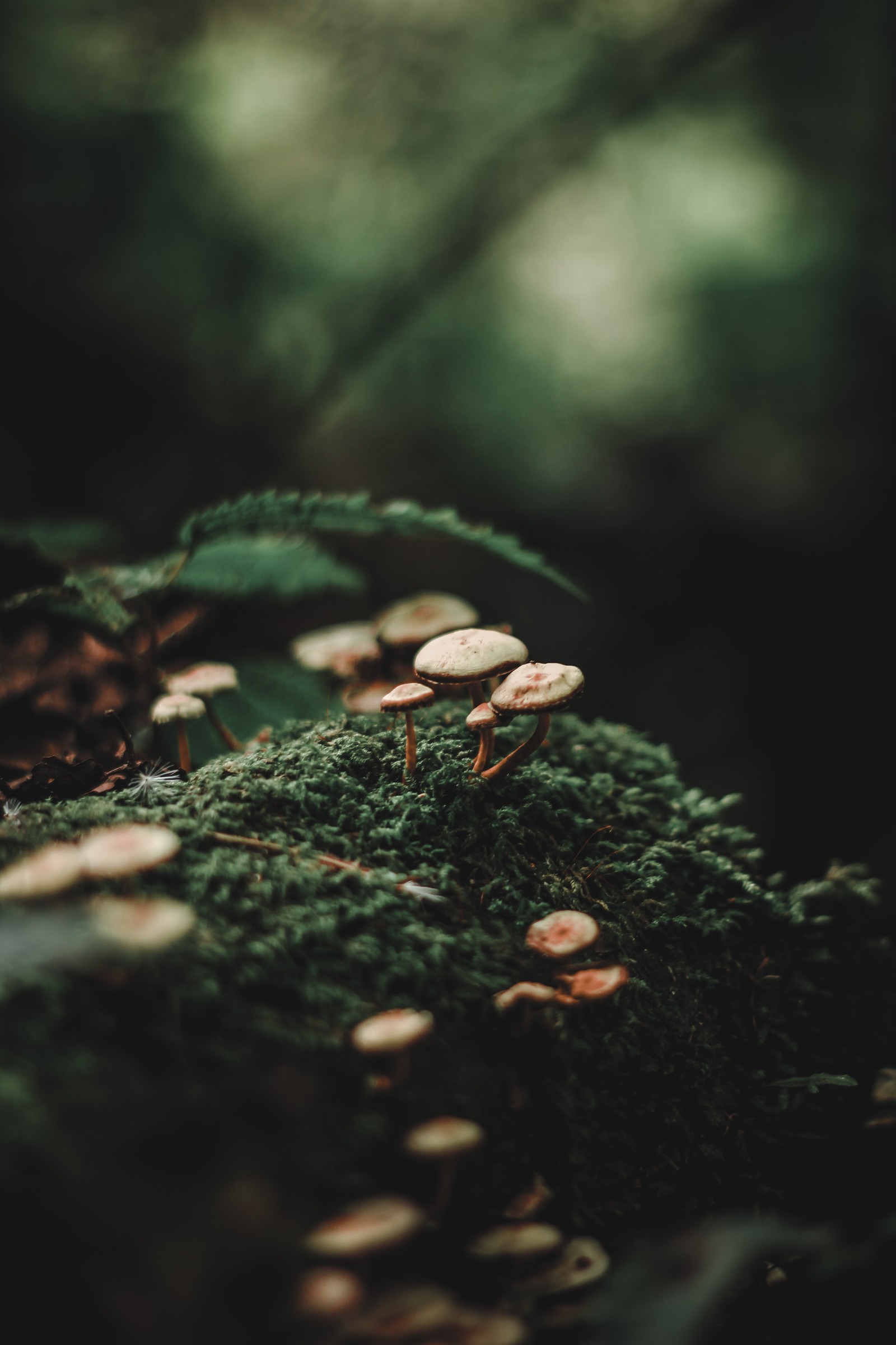 Cogumelos em um tronco de árvore coberto de musgo na floresta (floresta, bokeh, verde, natureza, folha)