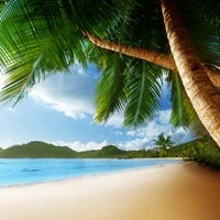 Oasis de plage tropicale avec des palmiers et une vue sereine sur l'océan