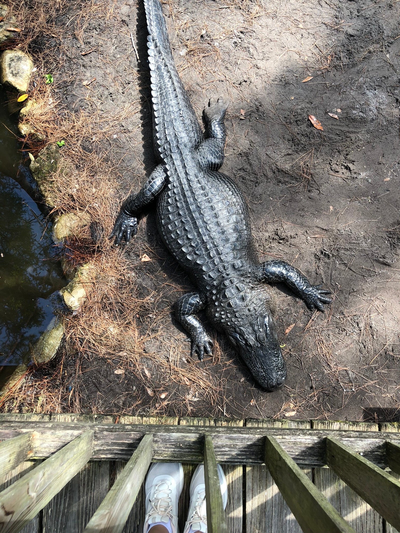 There is a large alligator that is laying on the ground (crocodile, nile crocodile, crocodilia, reptile, alligator)