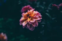 Vibrant pink flower with golden center against a lush green backdrop.