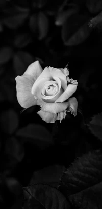 Monochrome Hybrid Tea Rose in Bloom