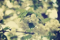 branch, spring, green, pink flowers, sky wallpaper