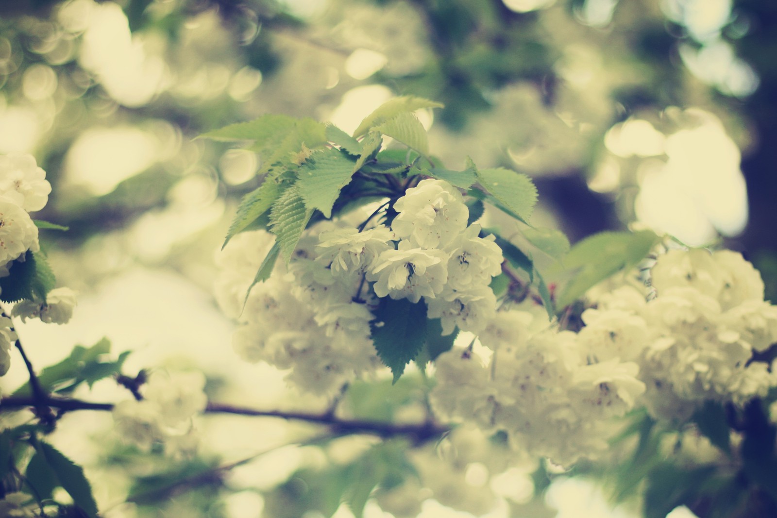 Il y a une image d'un arbre avec des fleurs blanches en arrière-plan (branche, printemps, vert, fleurs roses, ciel)