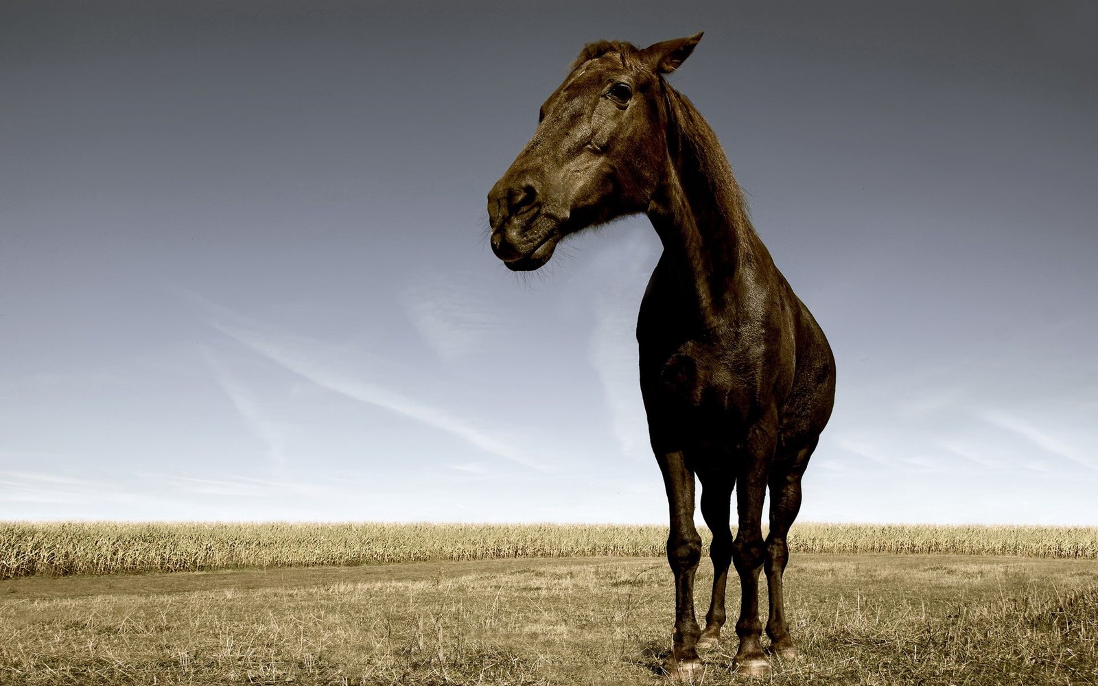 Hay un caballo de pie en un campo con fondo de cielo (caballo, caballo mustang, vida silvestre, melena, semental)