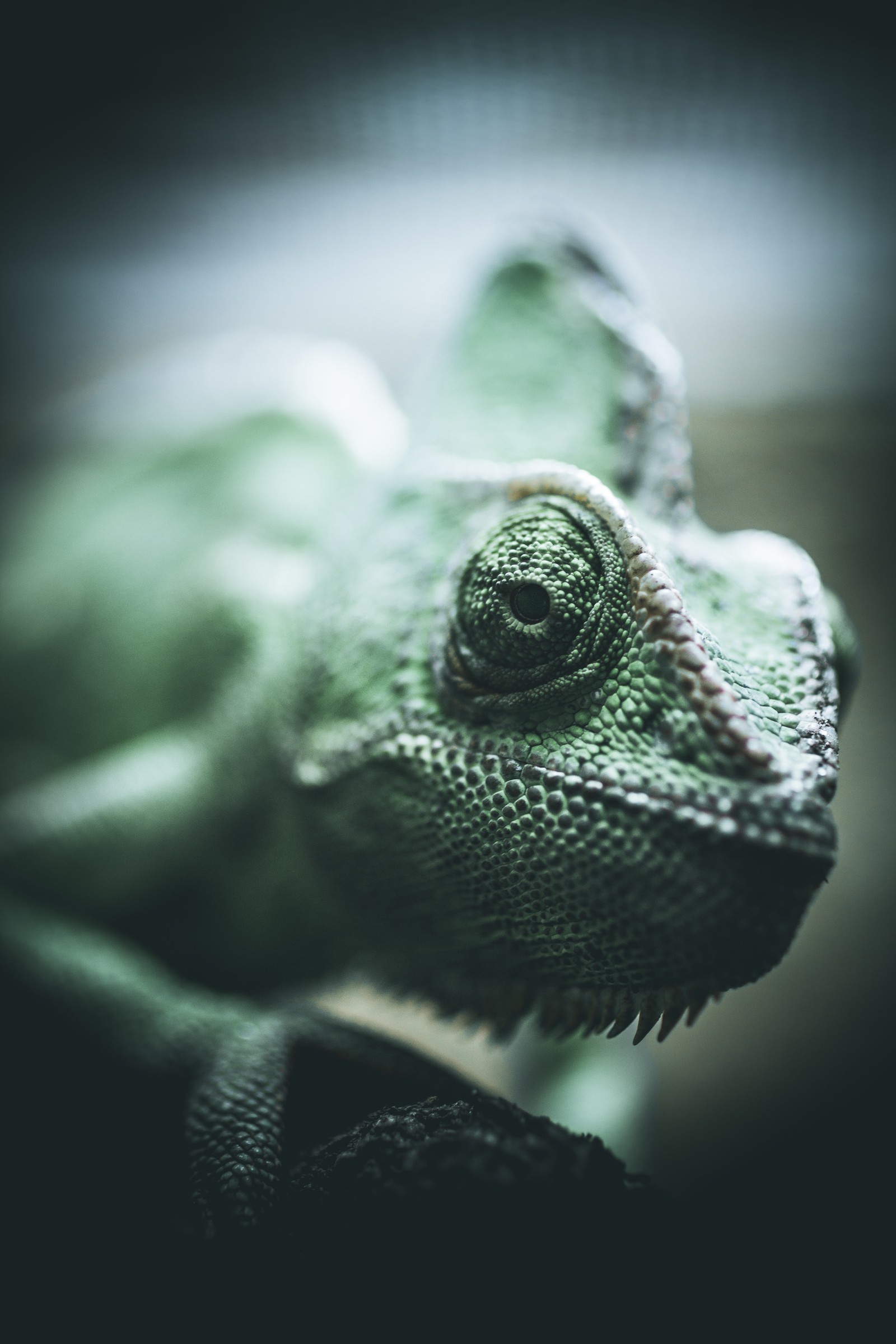 chameleons, reptile, green, iguana, iguania wallpaper