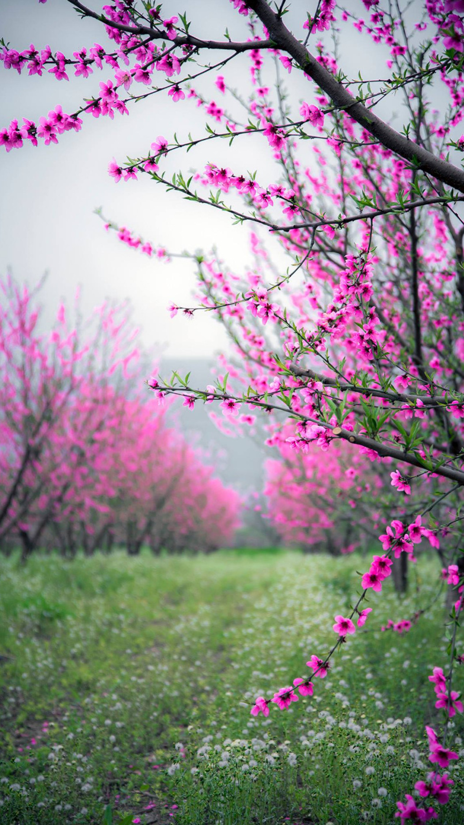 Il y a beaucoup de fleurs roses poussant sur les branches des arbres (fleur, bleu, vert, rose, cicek)