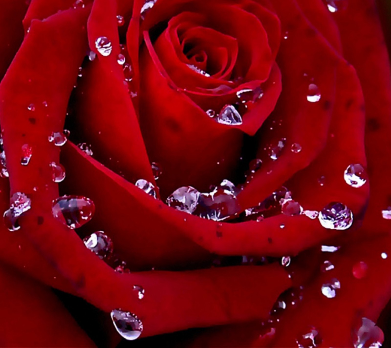 A close up of a red rose with water droplets on it (dew, flowers, garden, love, nature)