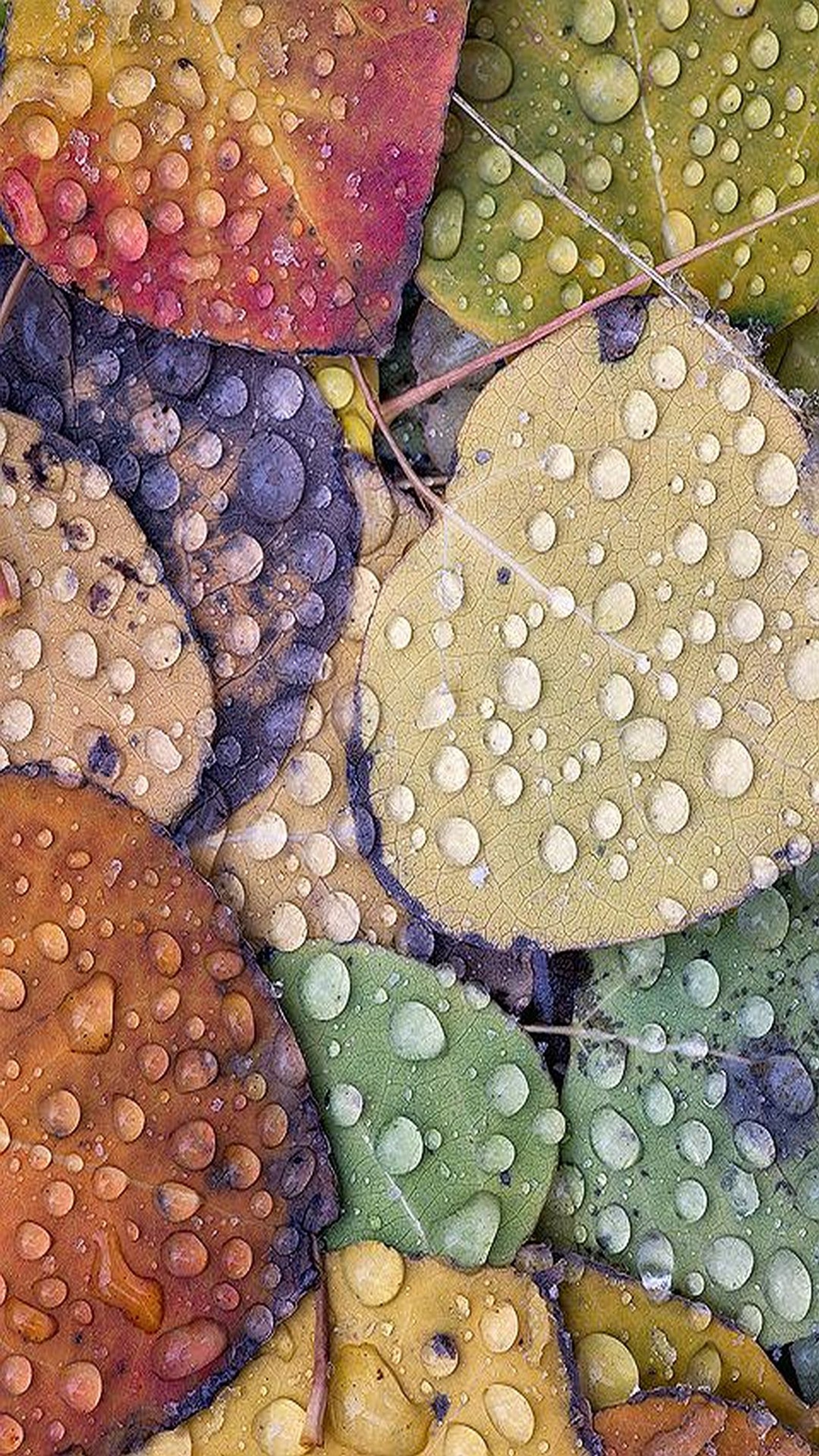 A close up of a bunch of leaves with water droplets on them (leaves, rainy)