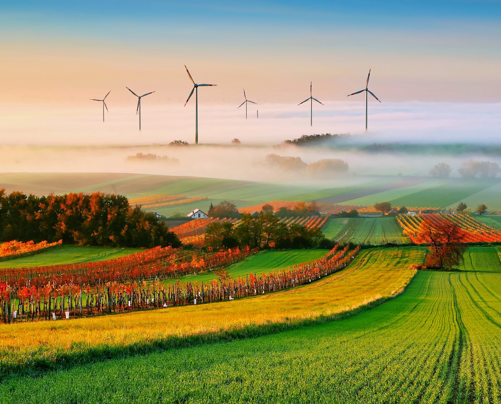 A field with wind turbines in the distance and a farm in the foreground (field, flower, grass, green, htc)