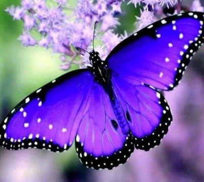 butterly, violet