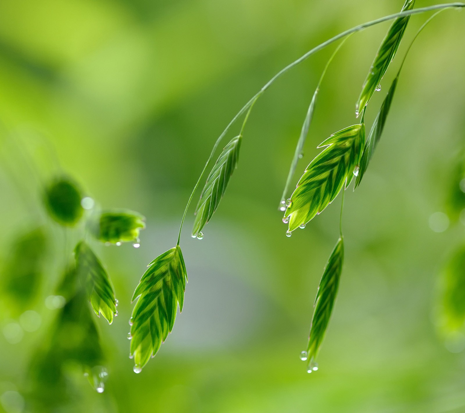 Il y a des feuilles vertes suspendues à une branche avec des gouttes d'eau (vert, nature)