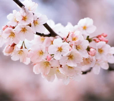 kirschblüte, blumen, natur