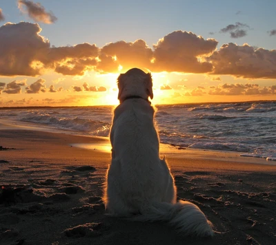 Golden Retriever desfruta de um sereno pôr do sol na praia