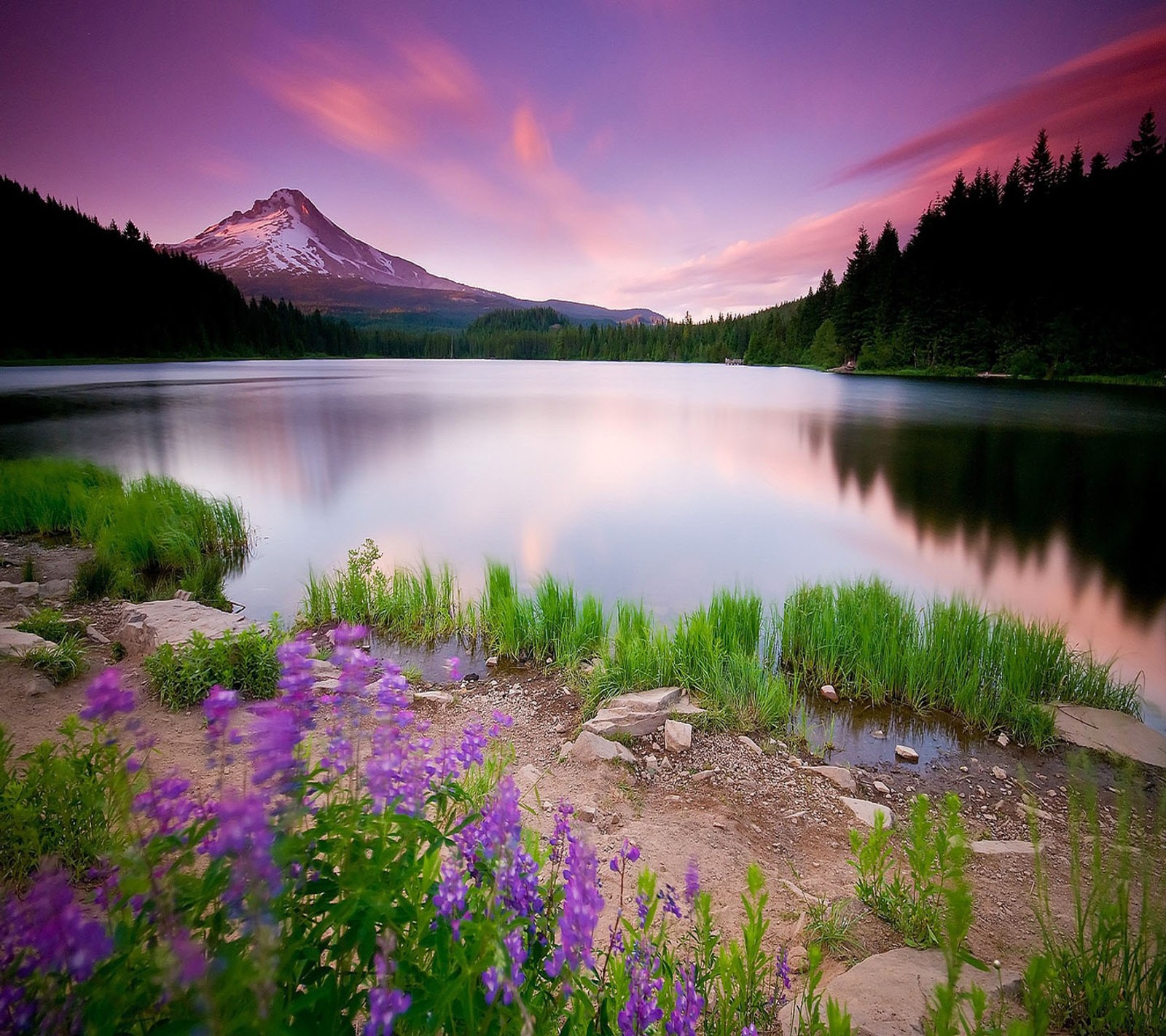 Flores moradas floreciendo frente a un lago de montaña (colourful nature, vista genial, naturaleza mejor)