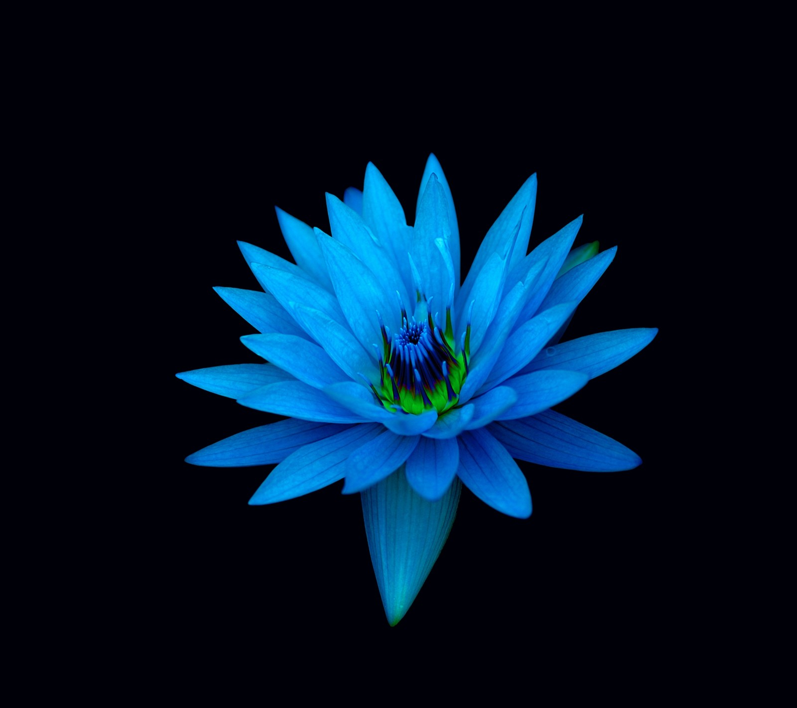 Descargar fondo de pantalla abstracto, azul, flor, loto, xperia