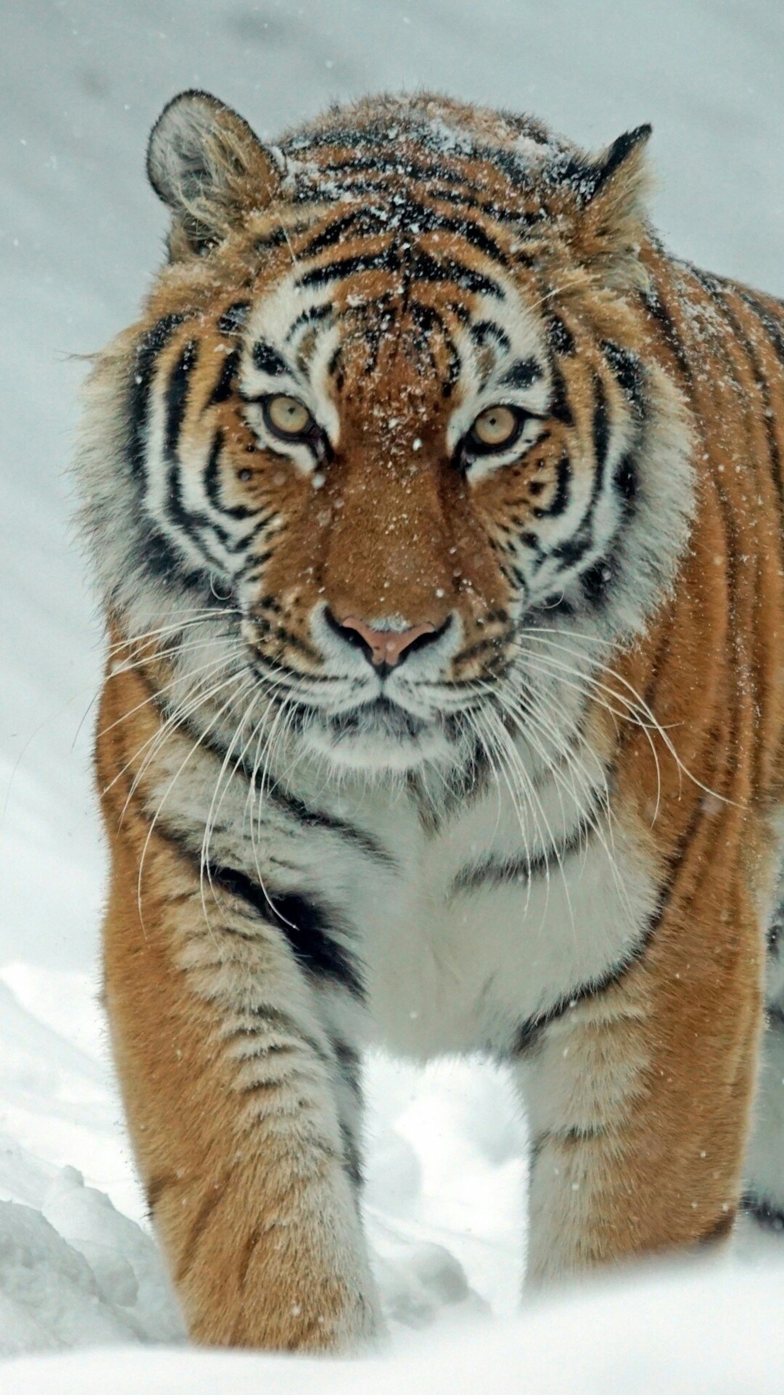 Un tigre marchant dans la neige dans les bois (animaux, tigres, hiver)