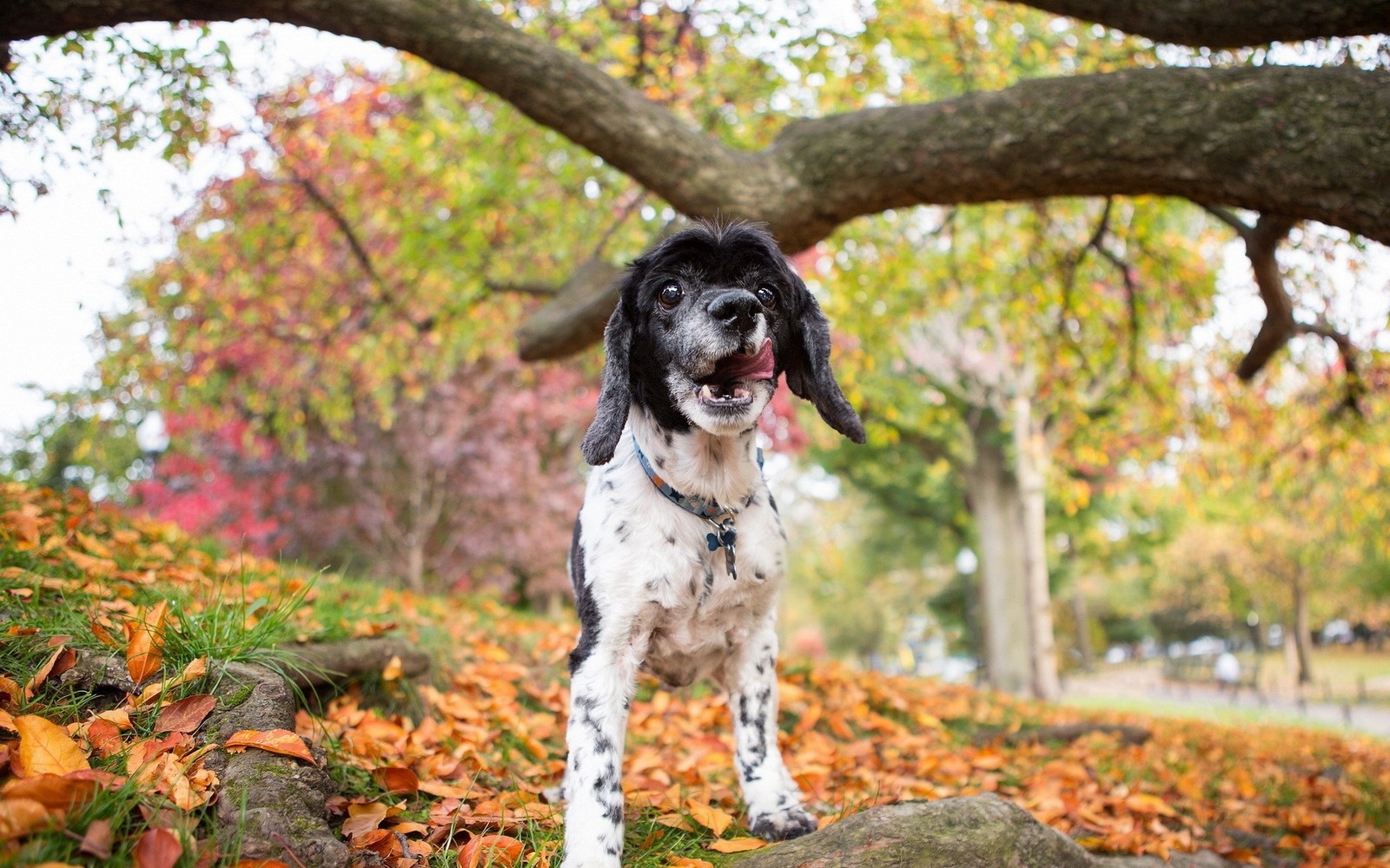 Há um cachorro em pé sobre uma pedra nas folhas (filhote, raça de cachorro, árvore, folhas, planta lenhosa)