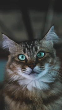 A close-up of a fluffy tabby cat with striking green eyes, showcasing its whiskers and expressive features against a blurred background.