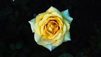 flor, rosa, amarillo, rosas de jardín, pétalo