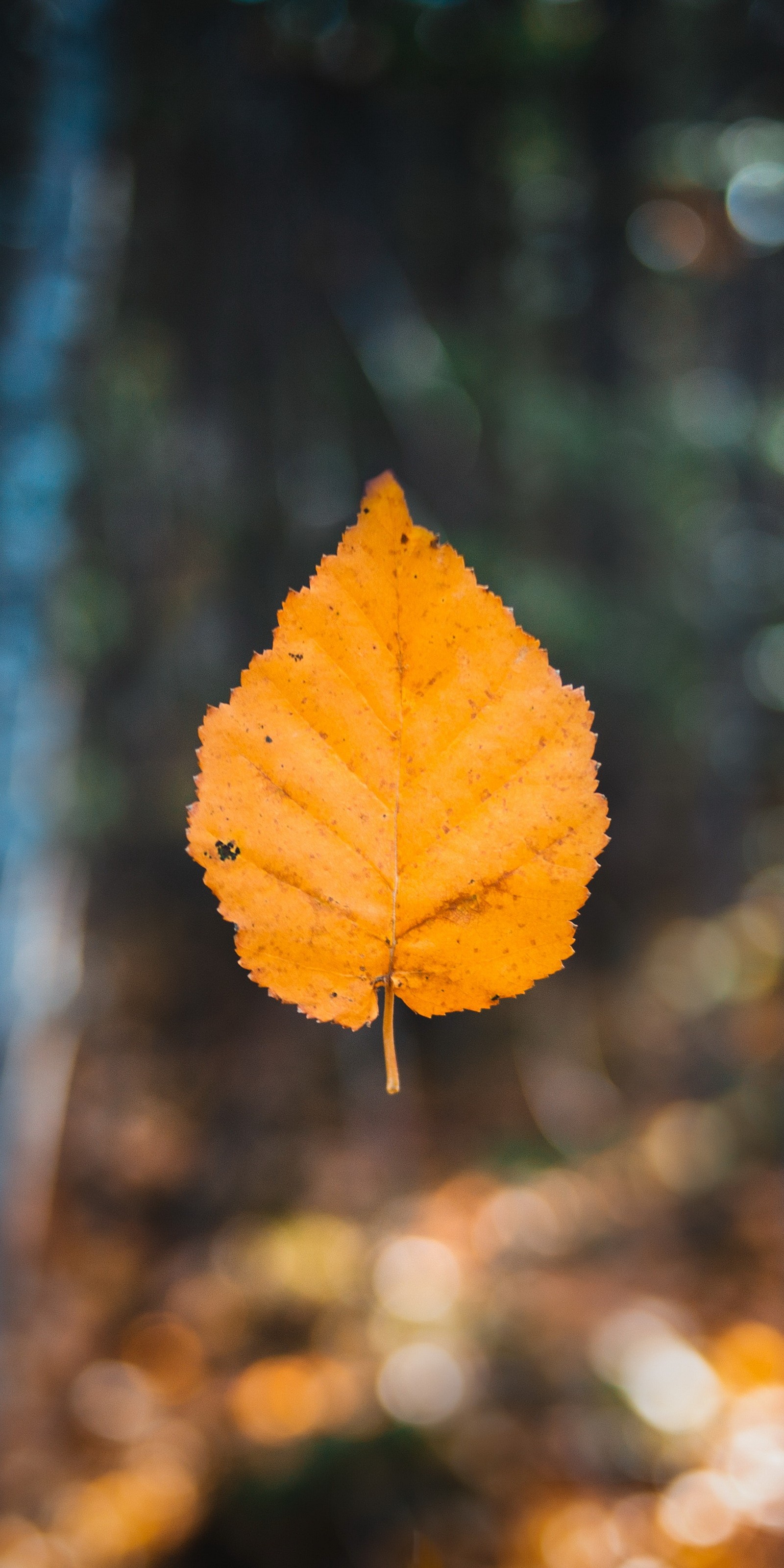 leaf, autumn, autumn leaf color, maple leaf, brown Download Wallpaper