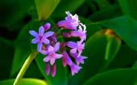 Delicado racimo de pétalos de flores rosas y moradas contra un exuberante follaje verde