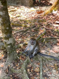 Macaque relajándose entre las raíces de los árboles en una reserva natural