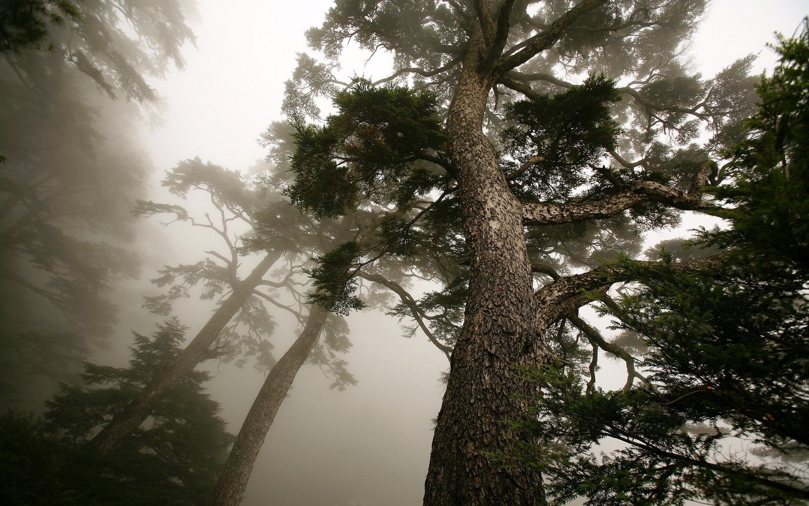 Trees in the fog in a forest with a bench and bench (pine, tree, nature, vegetation, forest)