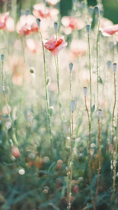 Delicate Coquelicots Amidst Verdant Grasses in Springtime