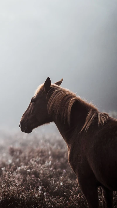 Appaloosa-Hengst in einer nebligen Naturlandschaft