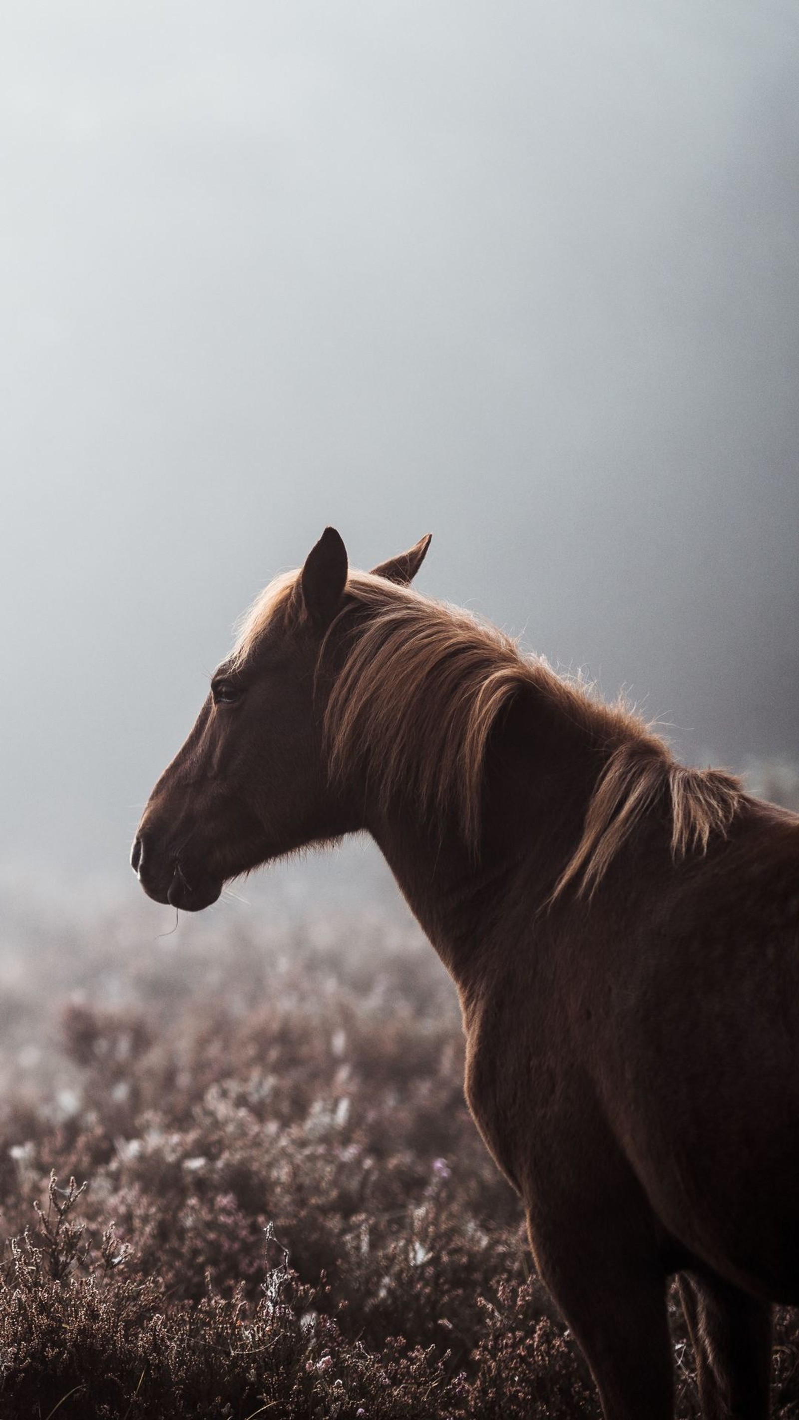 Il y a un cheval qui se tient dans l'herbe (appaloosa, étalon, poulain, race, cheval)