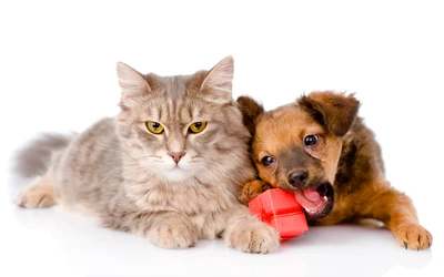 Um filhote brincalhão mordendo um brinquedo vermelho ao lado de um gato calmo e peludo.