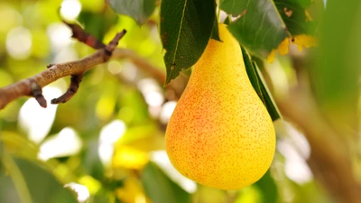 A ripe yellow pear hanging from a tree branch surrounded by green leaves.